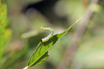 Caterpillars of Pteronidea salicis - pest that eats leaves of willow trees, also grown in gardens 