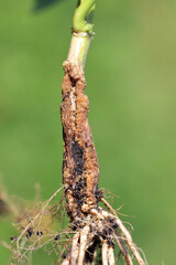 Yellows of bean -  bean root disease caused by Fusarium oxysporum f.sp. phaseoli.