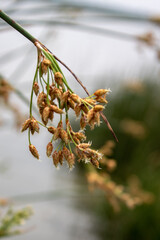 ears of grass on the background of water