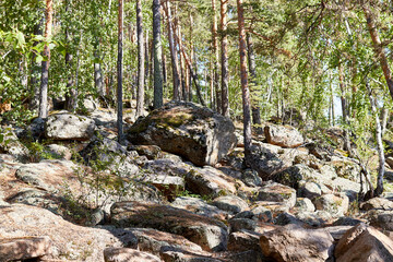 scenic view of pine forest growing on rocks