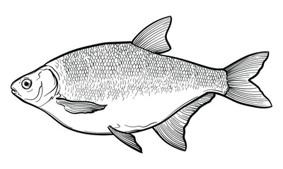 Hand-drawn Bream. Black and white. Vector sketch of a fish isolated on a white background.