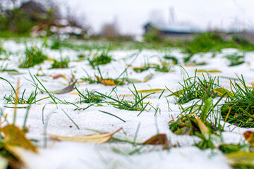 selective focus. Green spots of grass from under the snow melting in spring. The first snow in the...