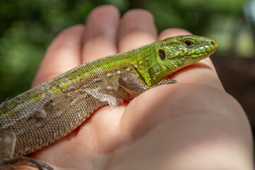 green lizard sitting in the palm of your hand