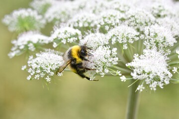 Closeup or macro of a bumblebee on a white flower
