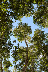 bottom view of the tops of the birches
