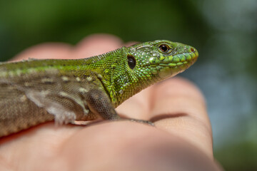 green lizard sitting in the palm of your hand