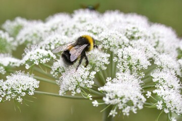 Closeup or macro of a bumblebee on a white flower