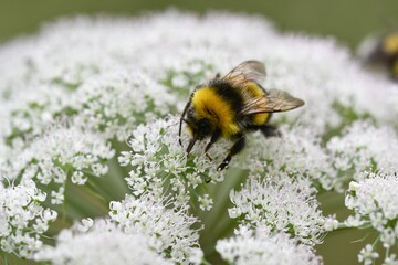 Closeup or macro of a bumblebee on a white flower