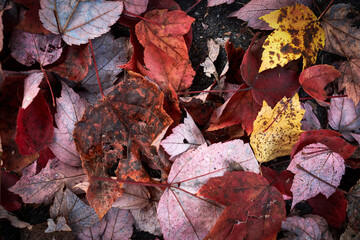 Fallen colorful autumn leaves