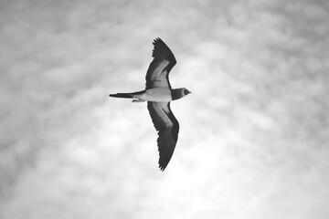 Blue-footed booby bird. Sula nebouxii. Pájaro bobo. Foto blanco y negro.