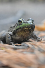 Frog