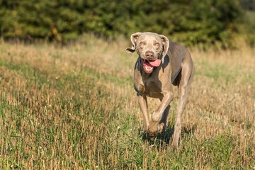Weimaraner runs happily above the meadow. Happy Weimaraner. Hunting dog on the hunt. Autumn stubble.