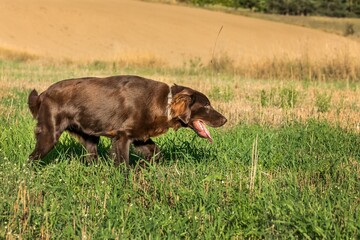 Flat coated retriever on a stubble field. Hunting dog in the autumn field. One year old retriever.