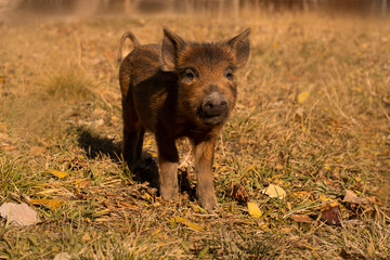 A small wild boar in a meadow, in an open space