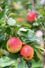 Red apple on the tree