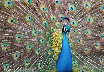 Fototapeta premium peacock with feathers