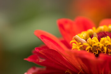 Beautiful close up shot of vobrant red Zinnia flowe