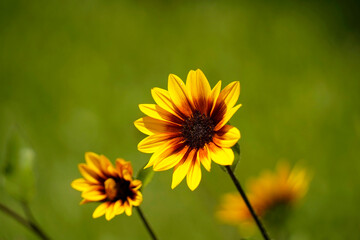 yellow daisy flowers in the garden