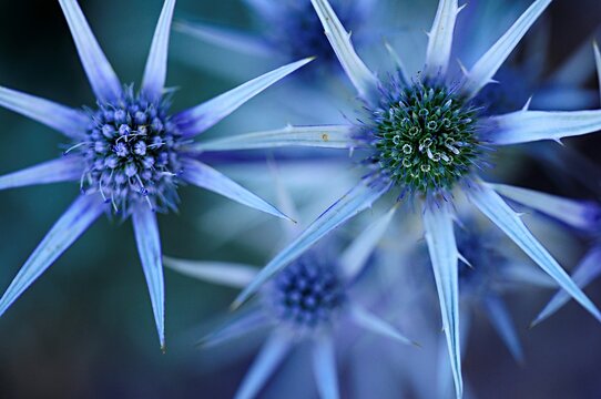 Natural and wild flowers - Eryngium bourgatii or glaciale.