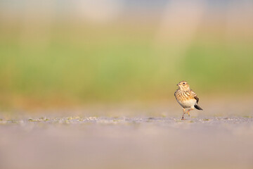  Eurasian skylark (Alauda arvensis) foraging on the ground in the morning light.