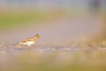  Eurasian skylark (Alauda arvensis) foraging on the ground in the morning light.