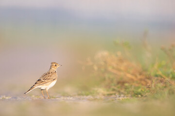  Eurasian skylark (Alauda arvensis) foraging on the ground in the morning light.
