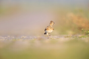  Eurasian skylark (Alauda arvensis) foraging on the ground in the morning light.