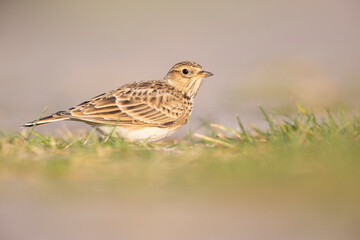 Fototapeta premium Eurasian skylark (Alauda arvensis) foraging on the ground in the morning light.
