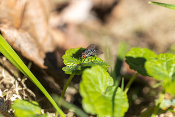 fly on leaf (macro)