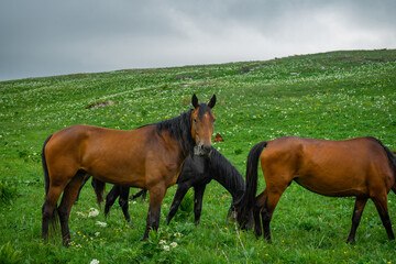 Adult horses graze in alpine meadows. A brown horse with a bell looks at the photographer