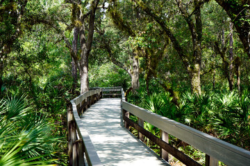 wooden bridge in the forest