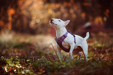 White dog autumn