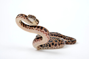 Spotted python // Fleckenpython, Gefleckter Zwergpython (Antaresia maculosa)