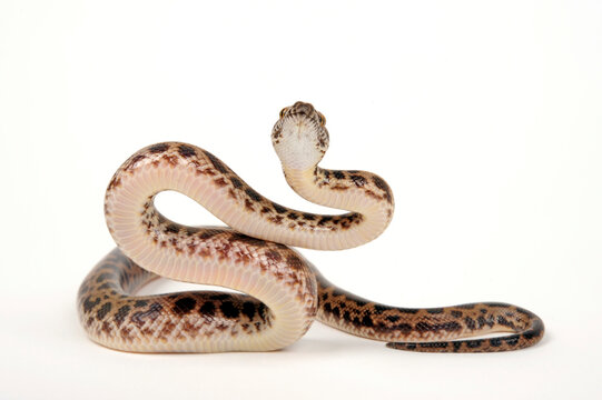 Fleckenpython, Gefleckter Zwergpython // Spotted python (Antaresia maculosa)