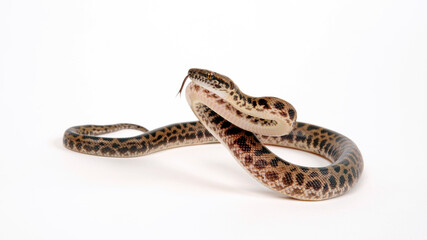 Fleckenpython, Gefleckter Zwergpython // Spotted python (Antaresia maculosa)