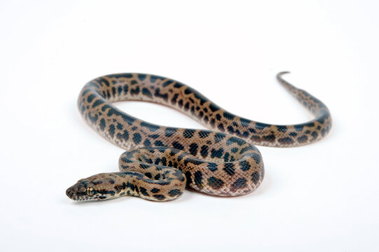 Fleckenpython, Gefleckter Zwergpython // Spotted python (Antaresia maculosa)