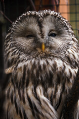 Owl watching portrait in captivity.