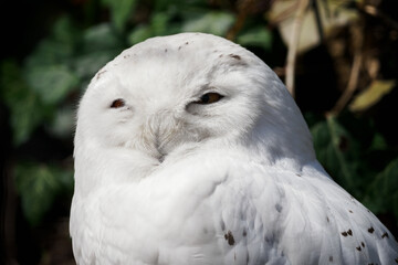Snowy Owl outdoors in nature.