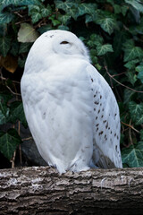 Fototapeta premium Snowy Owl outdoors in nature.