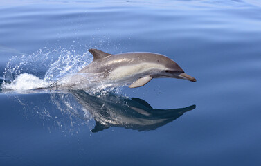 Common Dolphins in Santa Barbara Channel