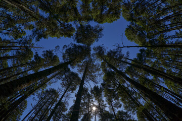 view of the forest canopy with the sun's rays