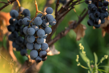 Close-up shot of vibrant coloured blue grapes ready to be harvested