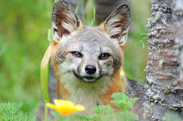 Endangered Fox From San Miguel Island, California