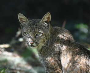 Bobcat at Point Reyes, California