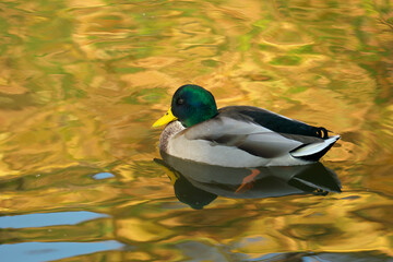 Obraz premium Drake in a pond in the fall. Water is colored by the reflection of yellow leaves.