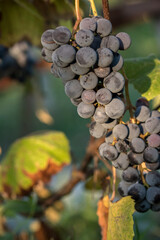 Close-up shot of vibrant coloured blue grapes ready to be harvested