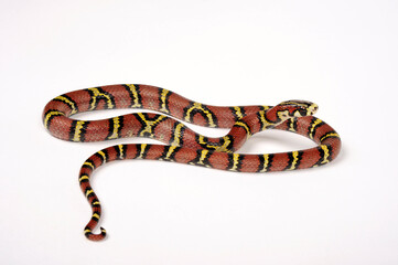 Bella Rat Snake, Burmese Rat Snake // Leonards Kletternatter, Burma-Kletternatter (Archelaphe bella chapaensis)  - obrazy, fototapety, plakaty