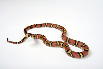 Bella Rat Snake, Burmese Rat Snake // Leonards Kletternatter, Burma-Kletternatter (Archelaphe bella chapaensis) 