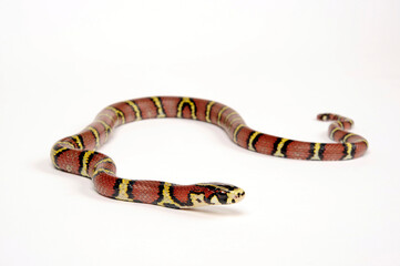 Leonards Kletternatter, Burma-Kletternatter // Bella Rat Snake, Burmese Rat Snake (Archelaphe bella chapaensis) 