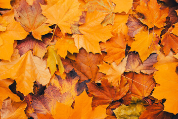 Naklejka na ściany i meble Yellow leaves. Autumn background of fallen maple leaves.
